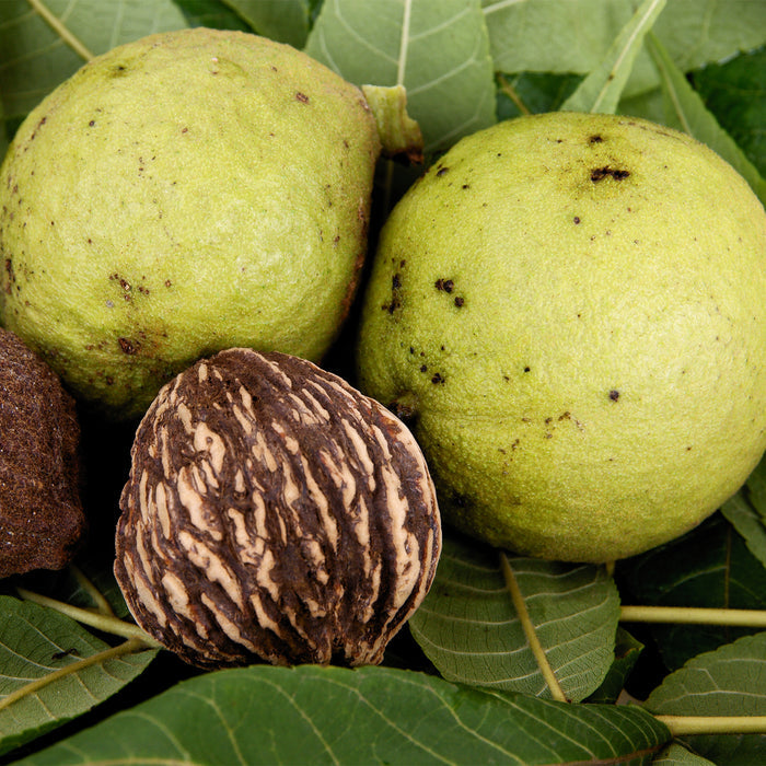 BLACK WALNUT EXTRACT