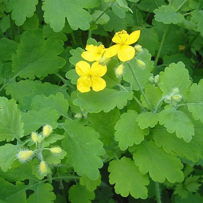 GREATER CELANDINE EXTRACT