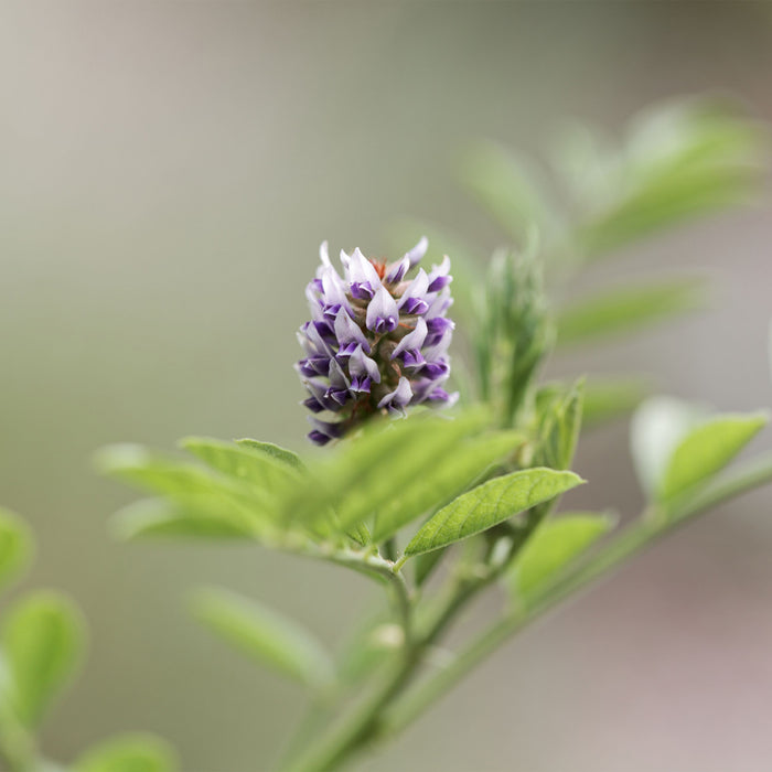 CALM THE CASCADE FORMULA