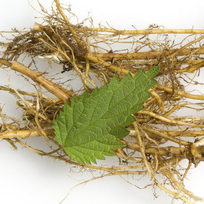 NETTLE ROOT EXTRACT