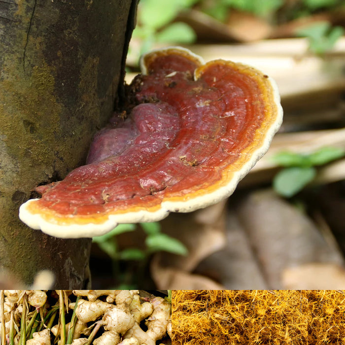 REISHI PLUS EXTRACT