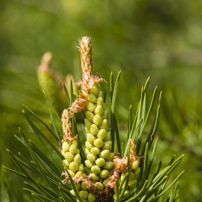 SCOTS PINE POLLEN EXTRACT