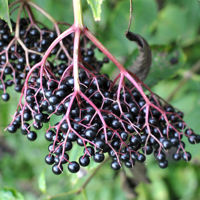 ELDERBERRY ELIXIR
