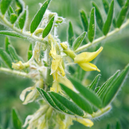 ASTRAGALUS EXTRACT