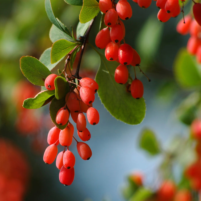 BARBERRY EXTRACT