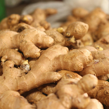 GINGER ROOT EXTRACT