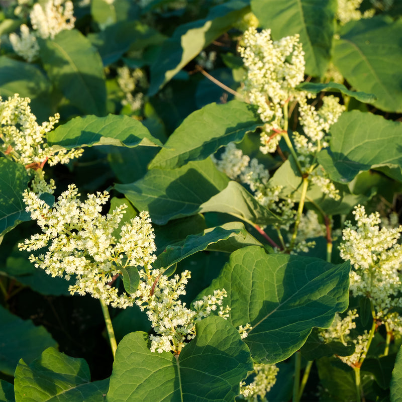 JAPANESE KNOTWEED EXTRACT