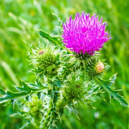 MILK THISTLE SEED EXTRACT