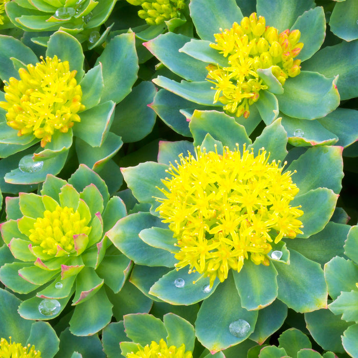 RHODIOLA EXTRACT