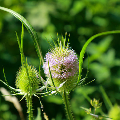 TEASEL ROOT EXTRACT