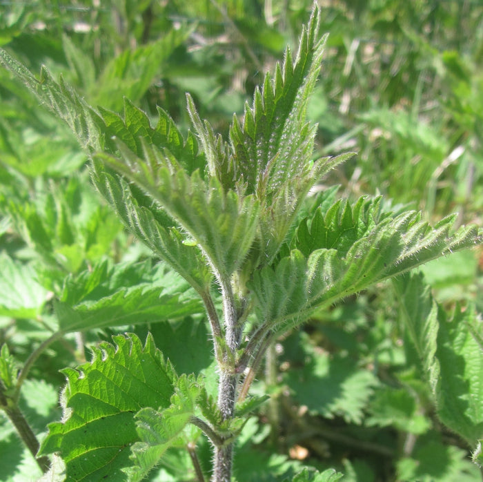 NETTLE LEAF EXTRACT